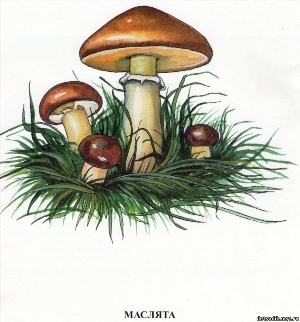Как нарисовать гриб масленок