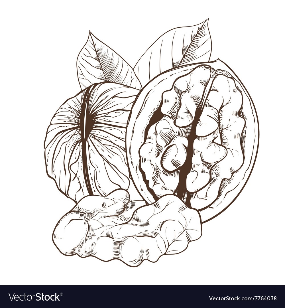 Рисунок ореха грецкого ореха