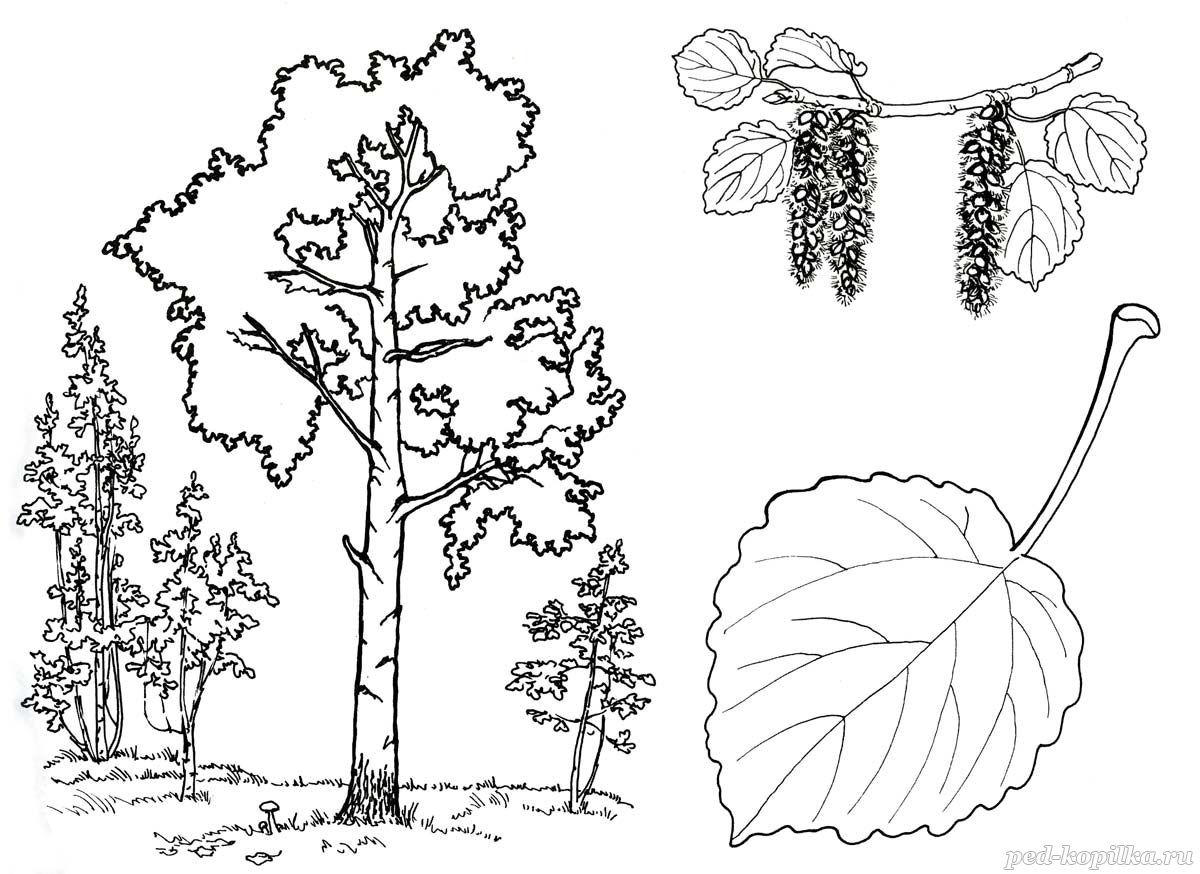 Как нарисовать ребенку тополь