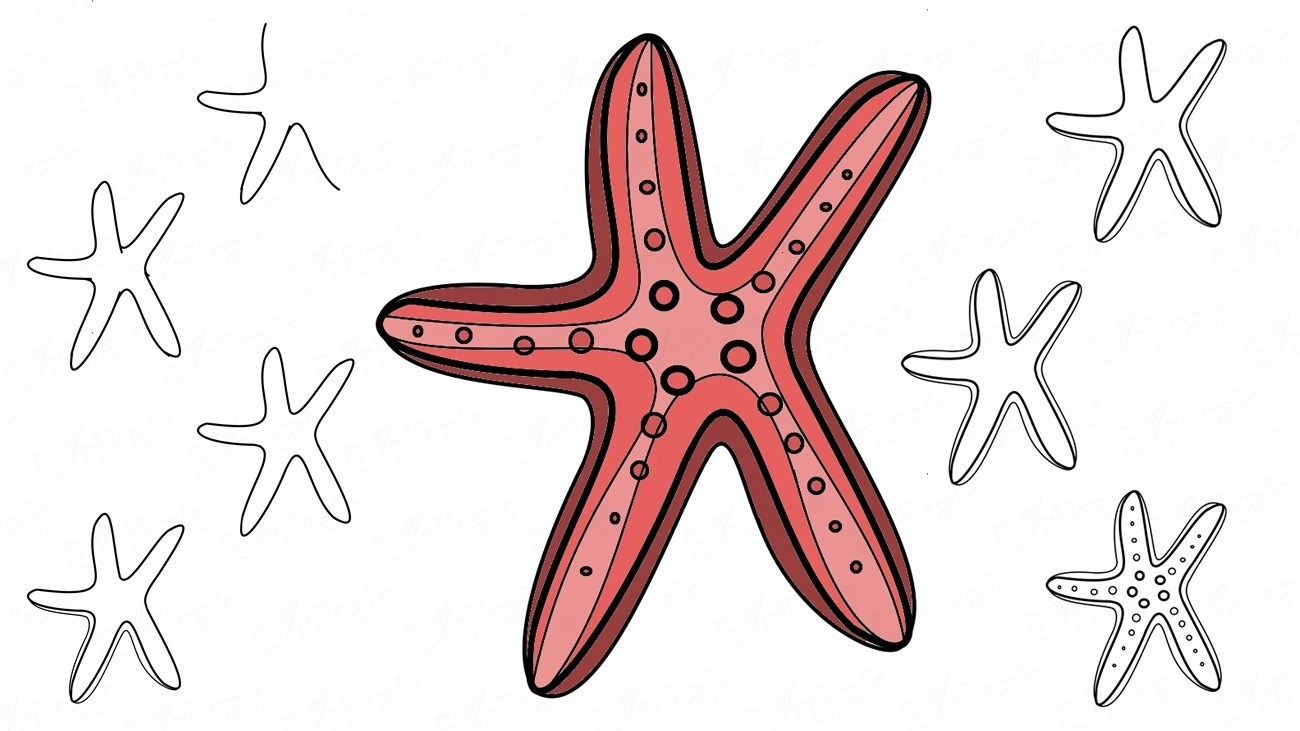 Нарисовать звезду морскую поэтапно