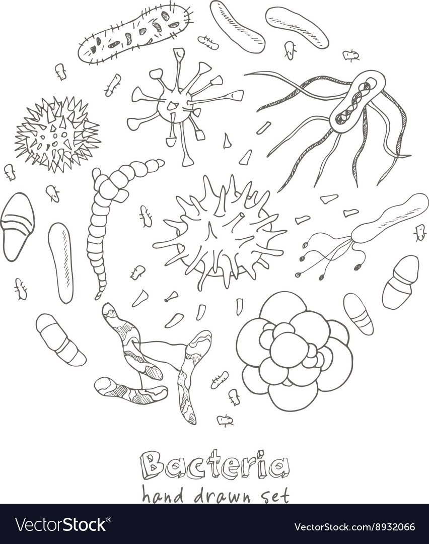 Бактерии рисунок карандашом