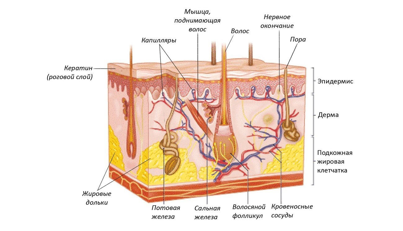 Рисунок кожи биология 8 класс