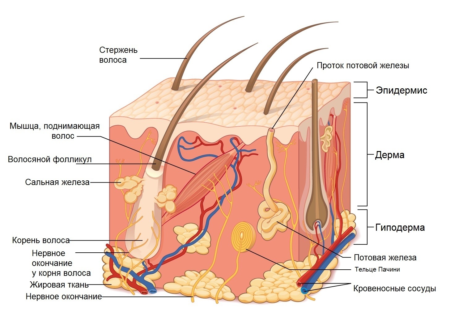 Какая структура кожи участвует в охлаждении организма. Эккринные потовые железы. Строение волосяного фолликула схема. Эпидермис дерма гиподерма. Эпидермис дерма подкожная клетчатка.
