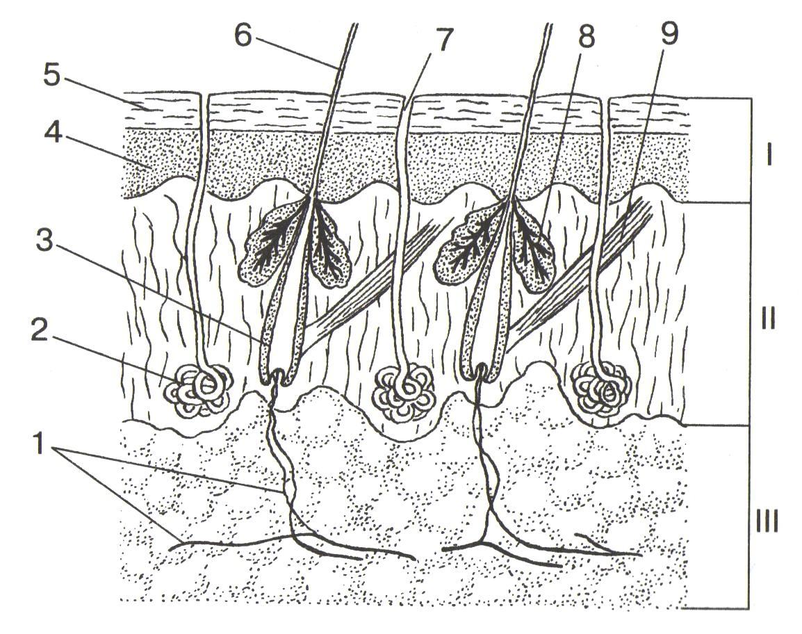 Строение кожи млекопитающих рисунок с подписями 7 класс
