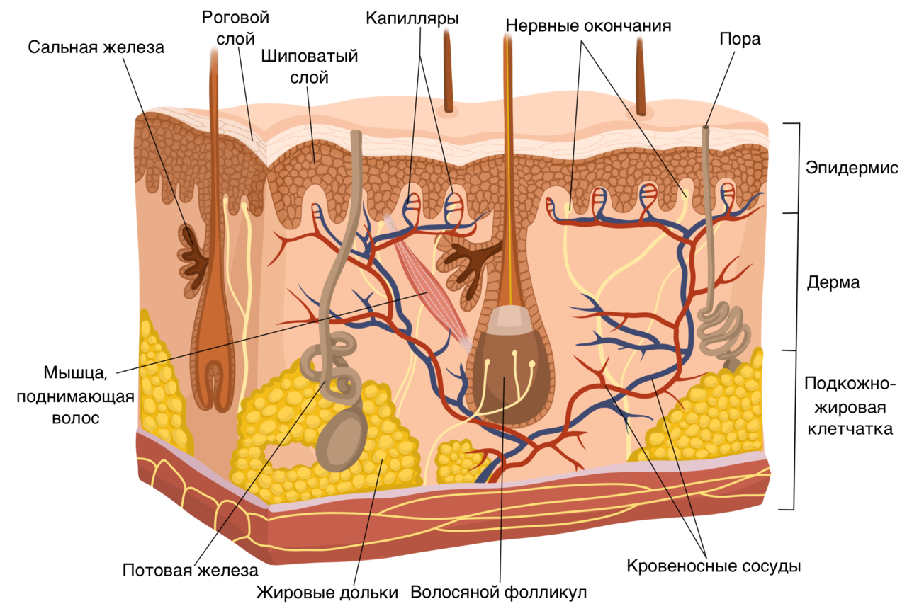 Выберите 3 верно обозначенные подписи к рисунку на котором изображено строение кожи человека