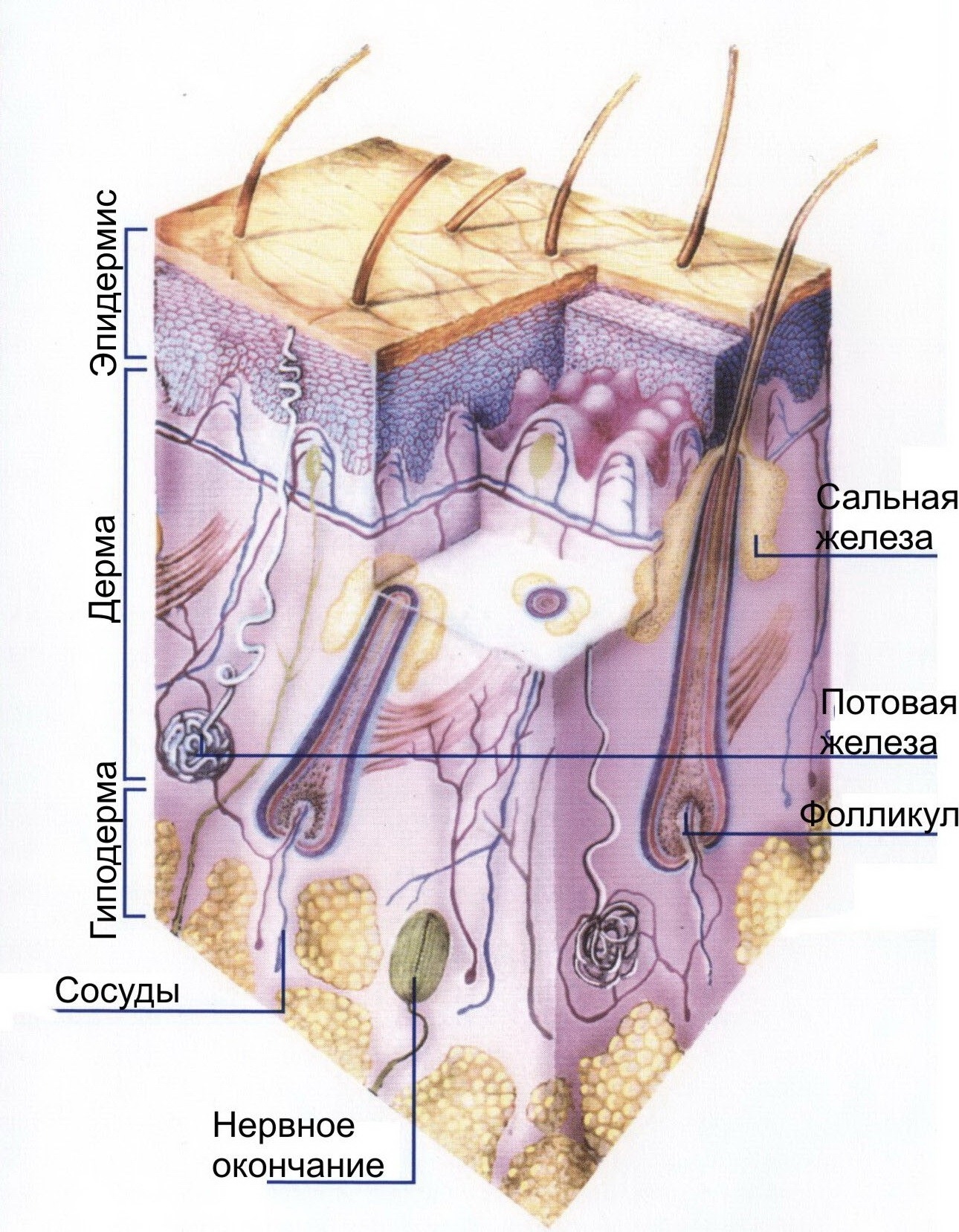 В каком слое расположены сальные железы. Кожа человека дерма сальная железа. Дерма потовые железы эпидермис. Строение кожи анатомия.