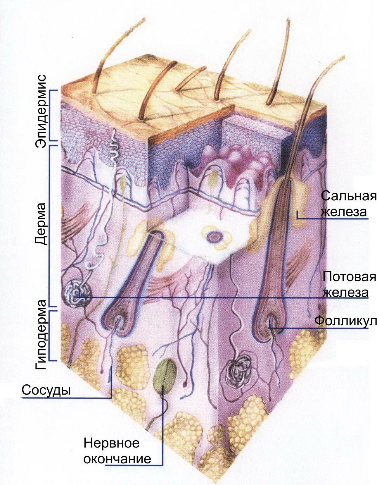 Слом кожи. Дерма кожи человека сальные железы. Дерма потовая железа кожа. Пигментные клетки в дерме. Дерма потовые железы эпидермис.