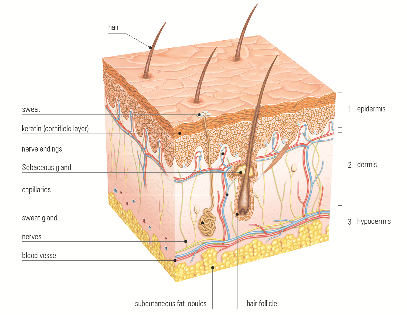 Где расположены сальные потовые железы корни волос. Кожа эпидермис дерма гиподерма. Слой 1) эпидермис 2) дерма 3) гиподерма. Кожа схема эпидермис дерма. Эпидермис дерма подкожная клетчатка.