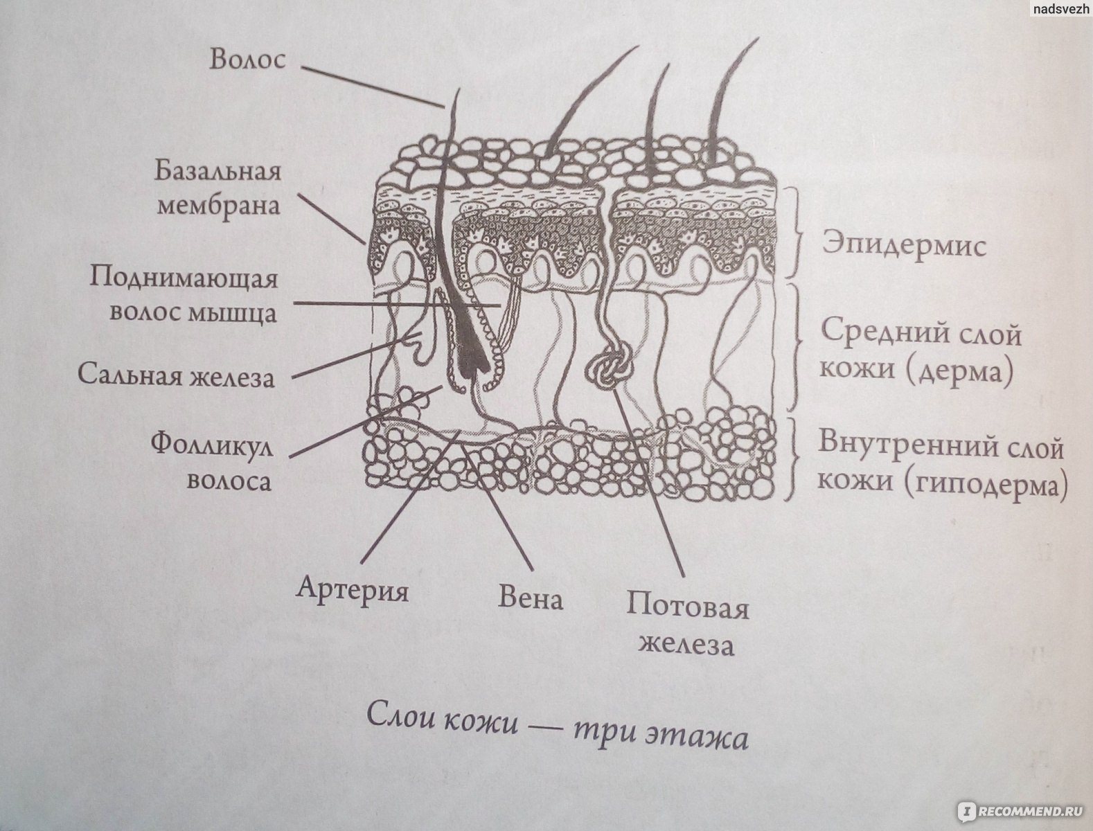 Строение кожи рисунок карандашом