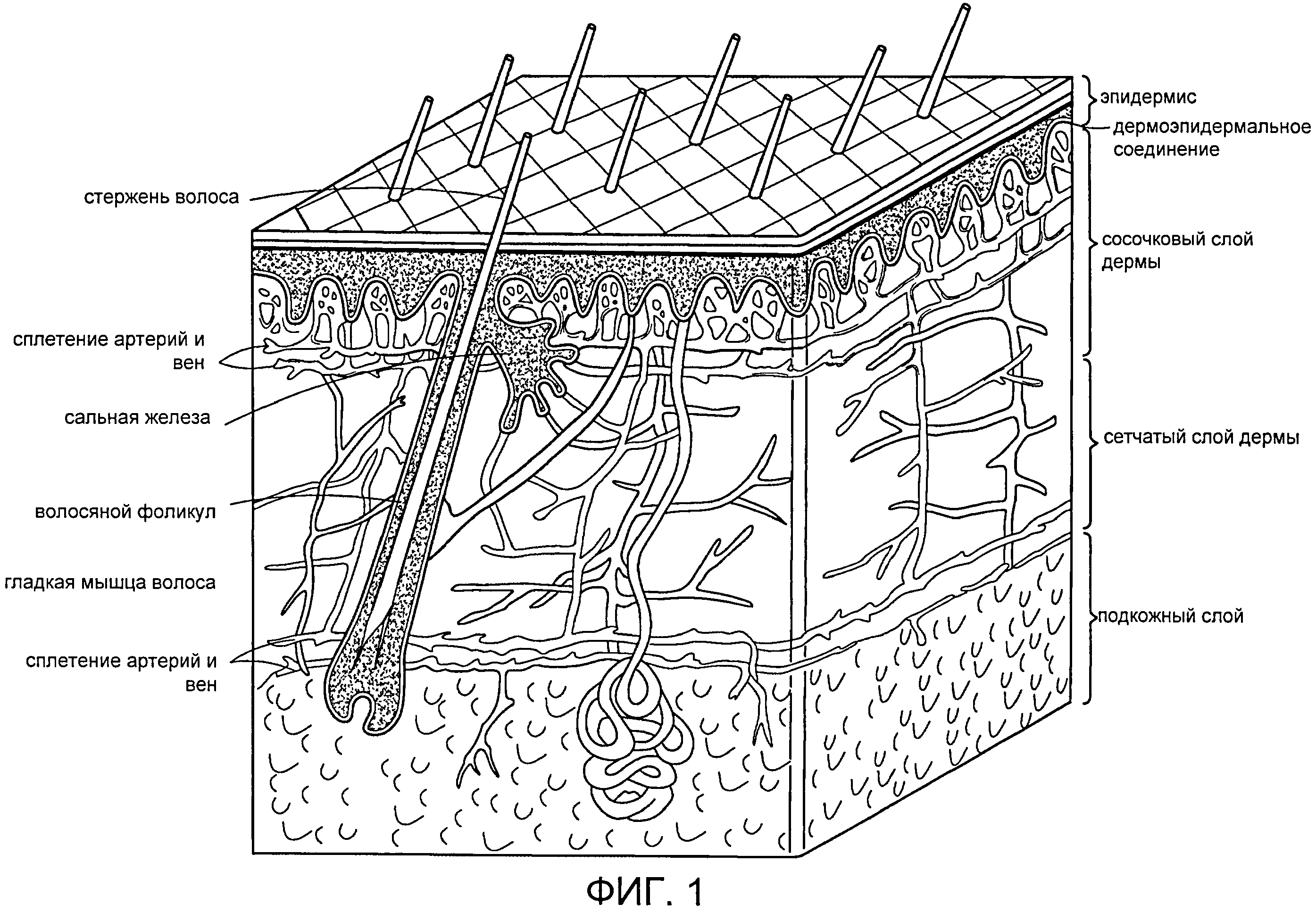 Структура кожи схема