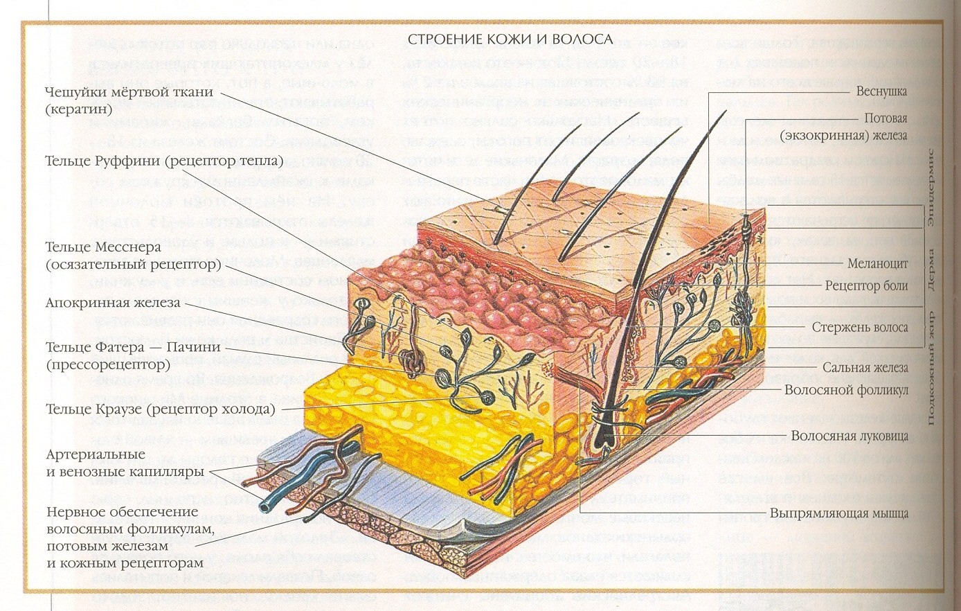 Строение кожи рисунок легкий