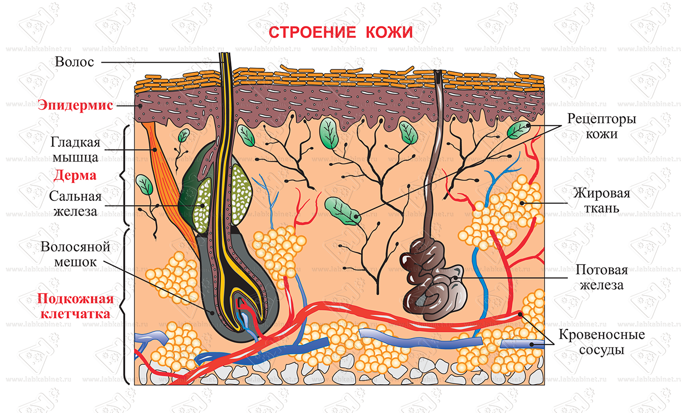 Рисунок строение кожи млекопитающего рисунок