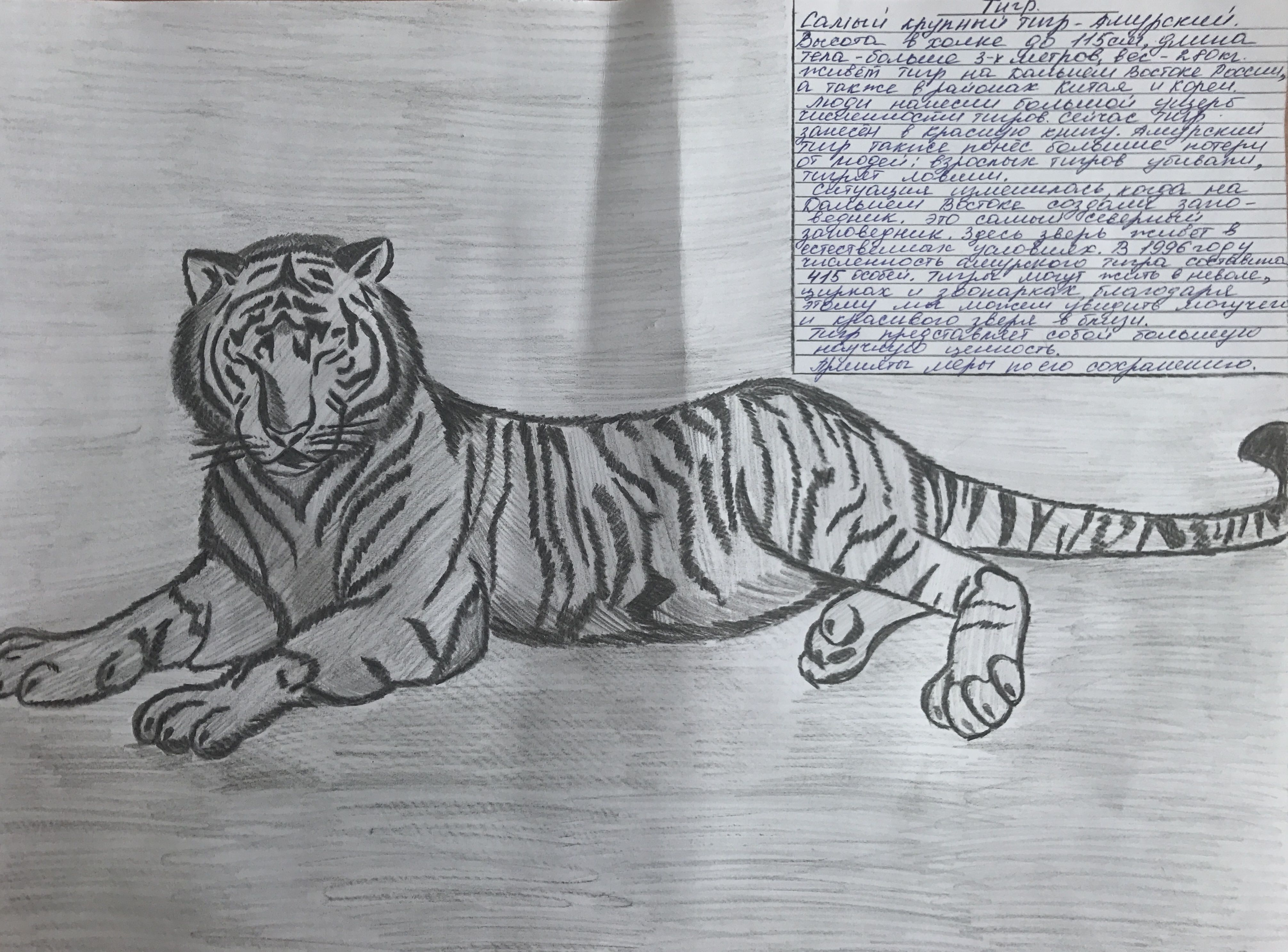 Амурский тигр для срисовки. Рисунок Амурскиго тигр карандашом. Рисунок Амурского тигра карандашом. Уссурийский тигр карандашом. Амурский Тигренок рисунок легкий для срисовки.