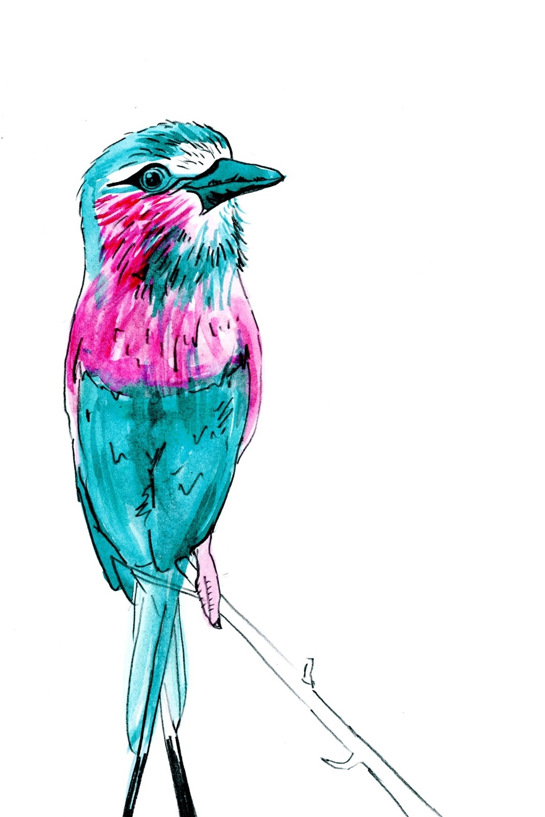 Рисунки птиц для срисовки легкие. Рисунки птиц для срисовки. Цветные картинки птиц для срисовки. Красивые птицы для срисовки. Красивые рисунки птиц для срисовки.