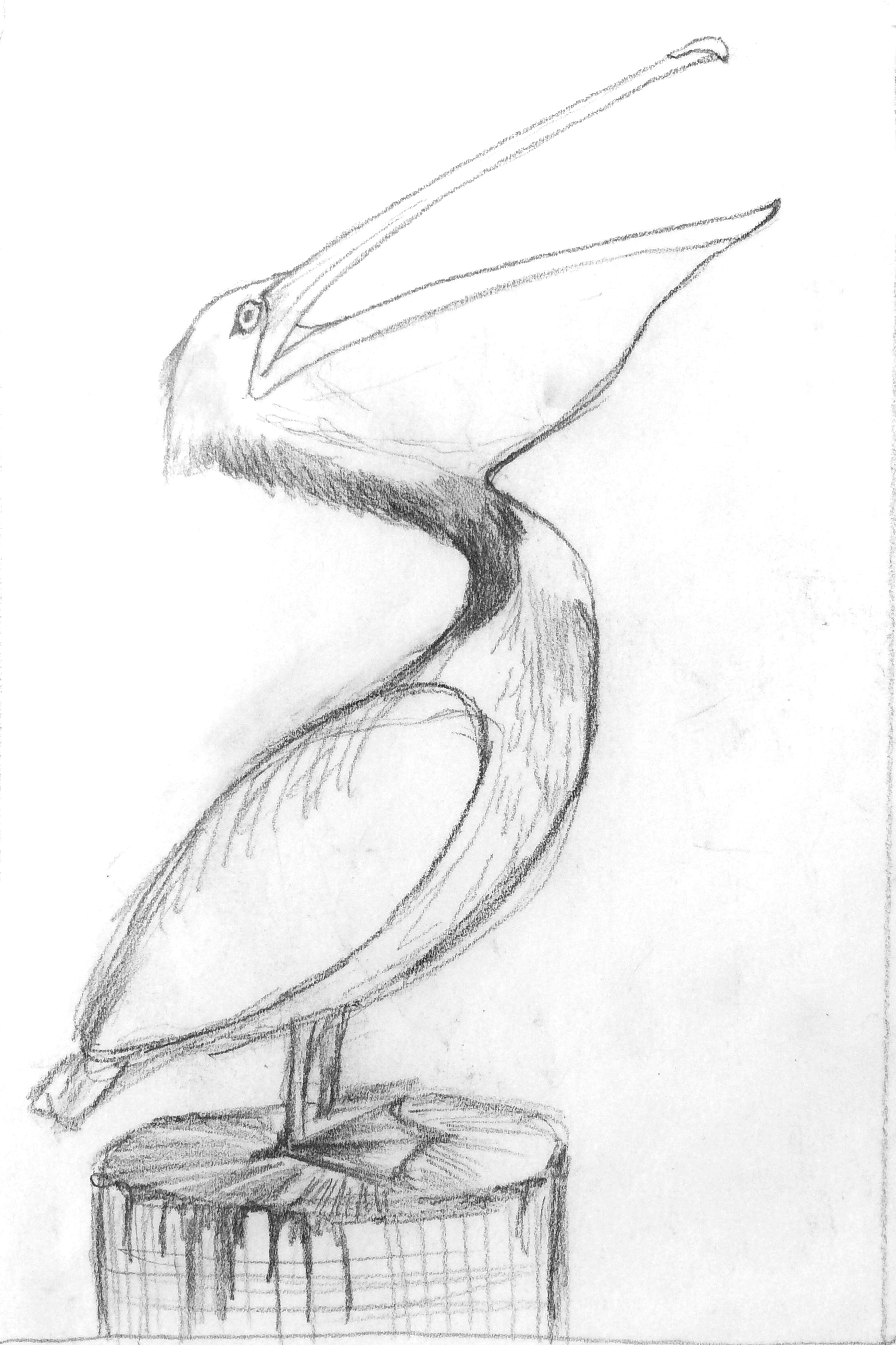 Рисунок птиц карандашом легкие. Рисунок птицы карандашом для срисовки. Рисунки для срисовки птицы легкие. Картинки птиц карандашом. Рисунок птицы легко для срисовки.