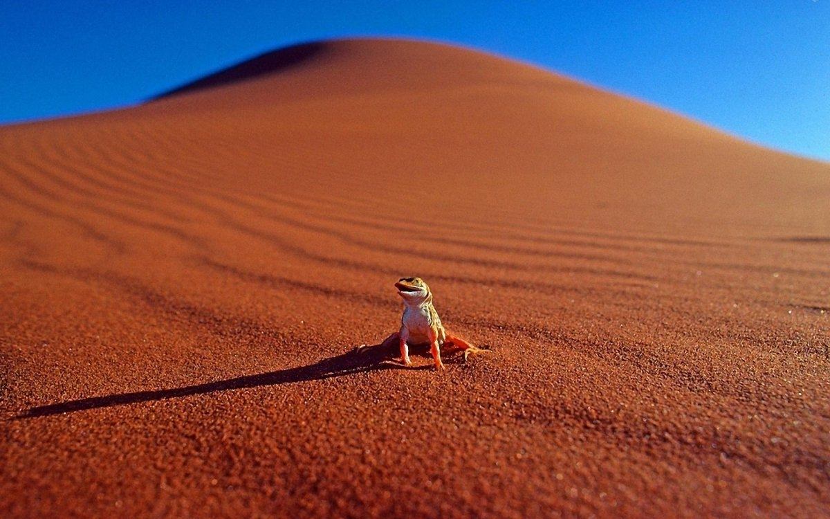 Desert animals. Пустыня Намиб фауна. Пустыня с животными. Животные пустыни сахара. Животные песчаной пустыни.