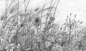 Графическая зарисовка осенних трав