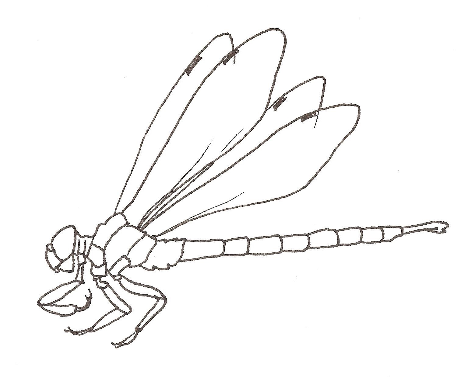 Рисунок стрекозы карандашом для срисовки