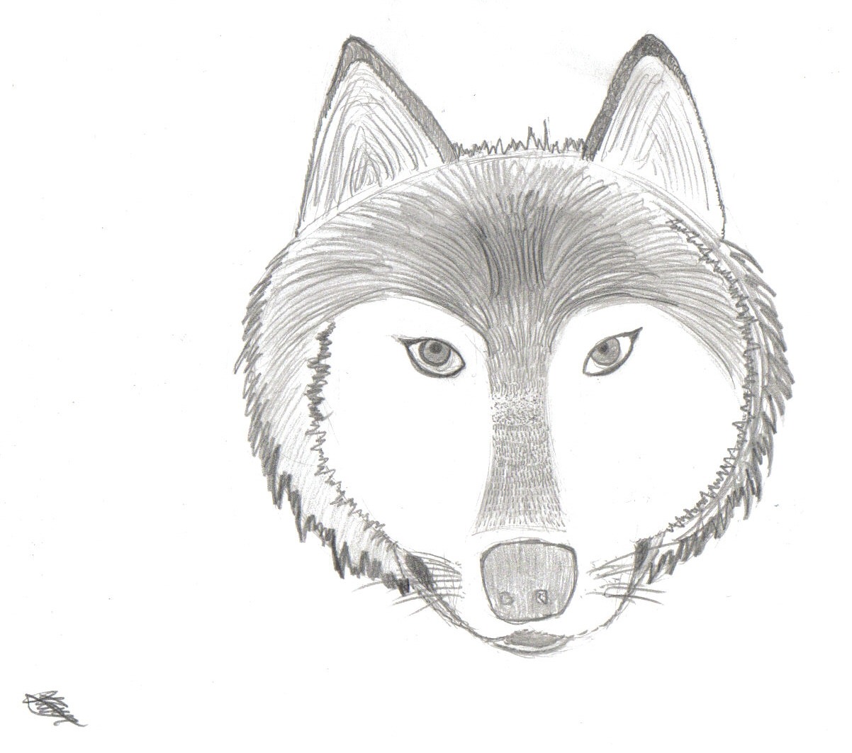 Волк поэтапно для детей. Морда волка. Морда волка рисунок. Рисунки для срисовки лёгкие волк. Рисунок волка карандашом для срисовки.