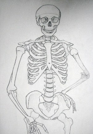 Скелет человека рисунок карандашом поэтапно