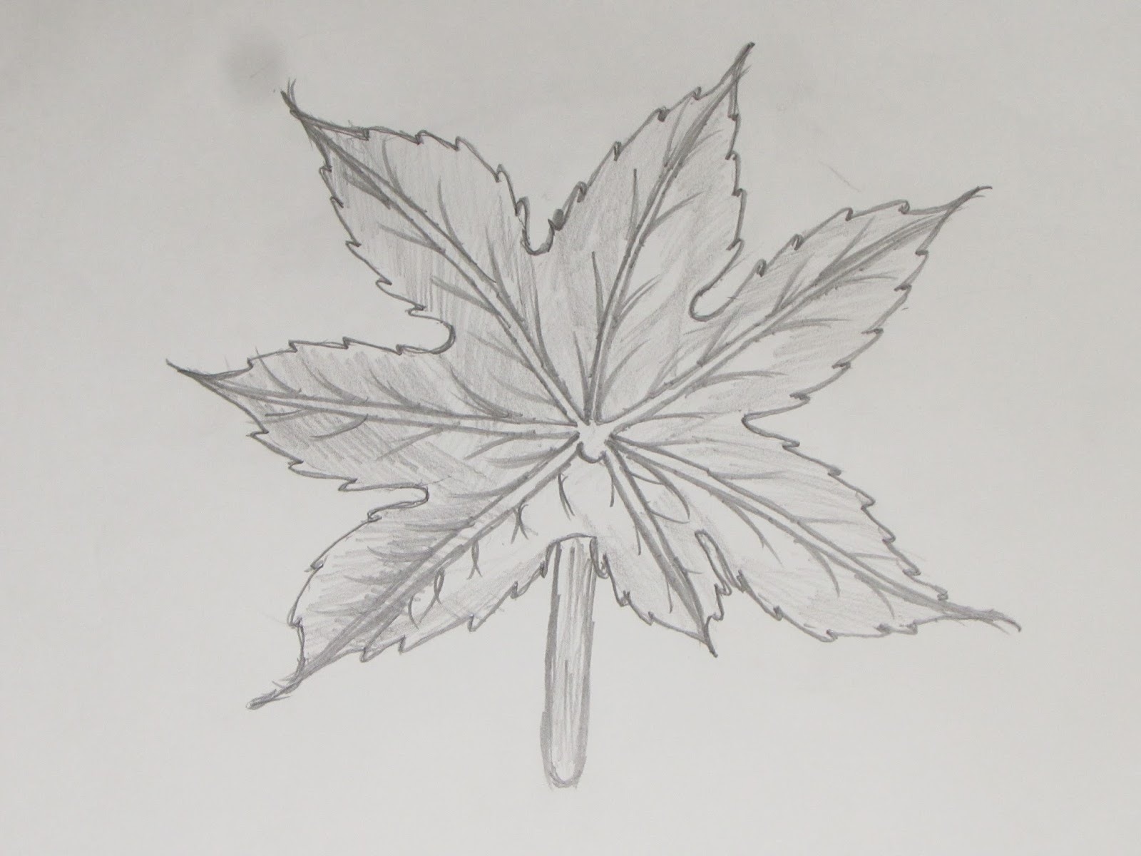 Картинка лист карандашом. Листья карандашом. Листья для срисовки карандашом. Рисунок листьев карандашом. Зарисовки листьев карандашом.