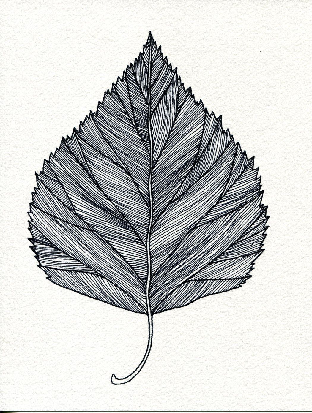 Картинка лист карандашом. Листья карандашом. Стилизованный лист дерева. Наброски листьев. Листочки карандашом.
