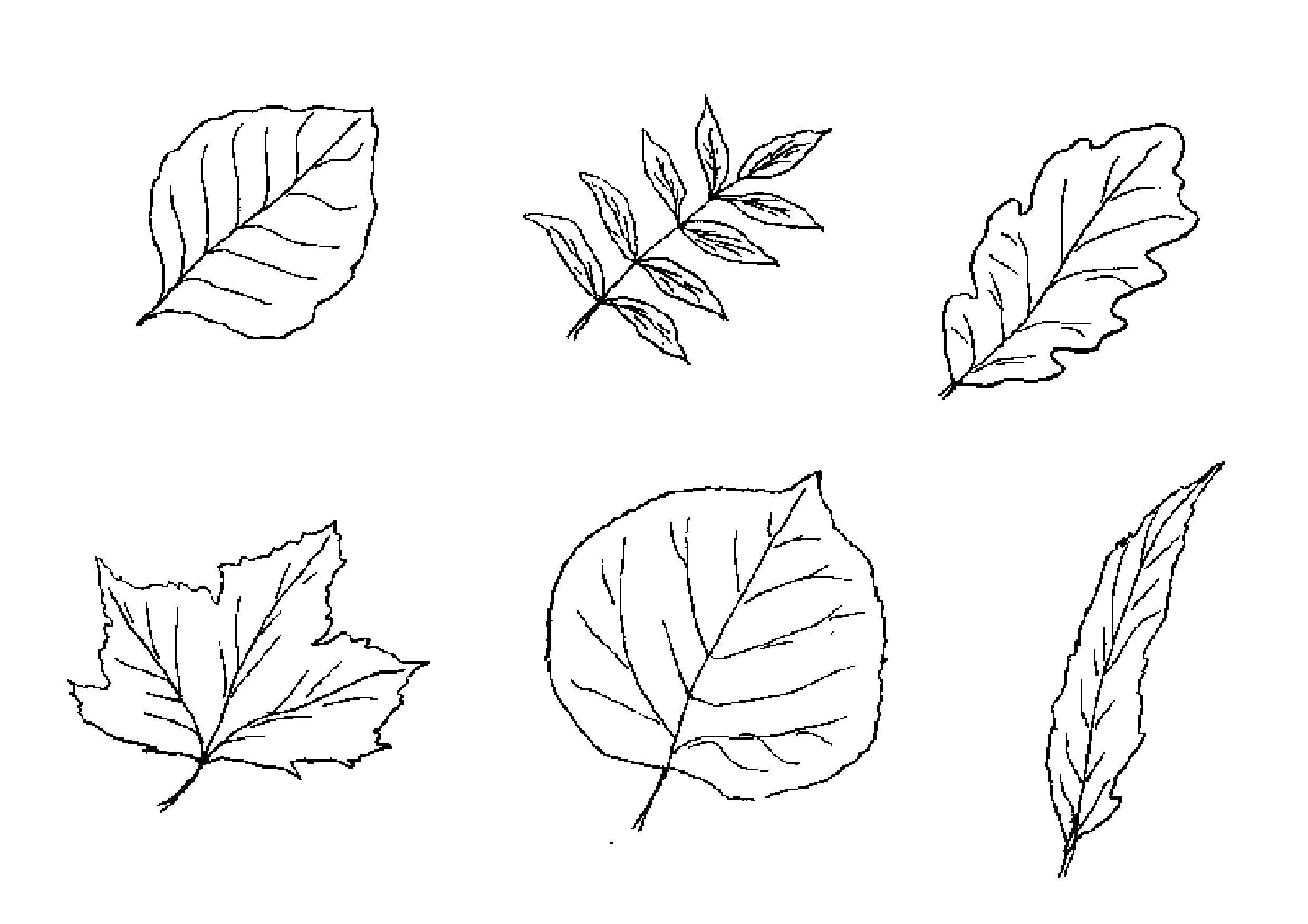 Рисунки листиков для срисовки