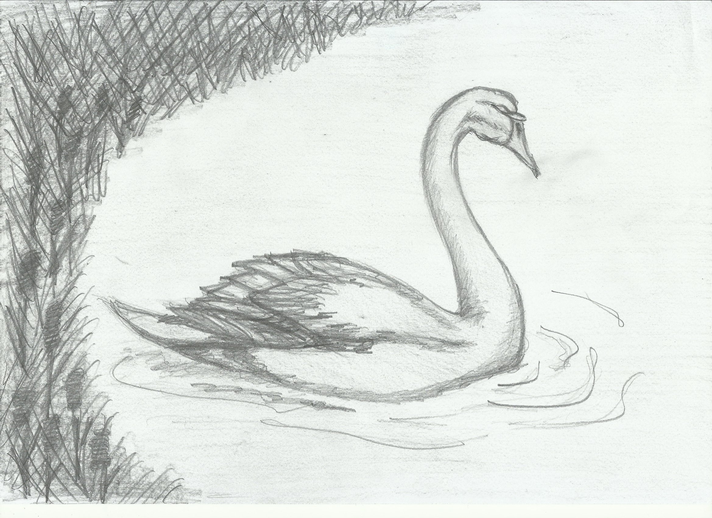 Нарисовать рисунок лебедушка. Лебедь шипун рисунок. Есенин с. "лебёдушка". Рисунок Лебедушка Есенин легко.