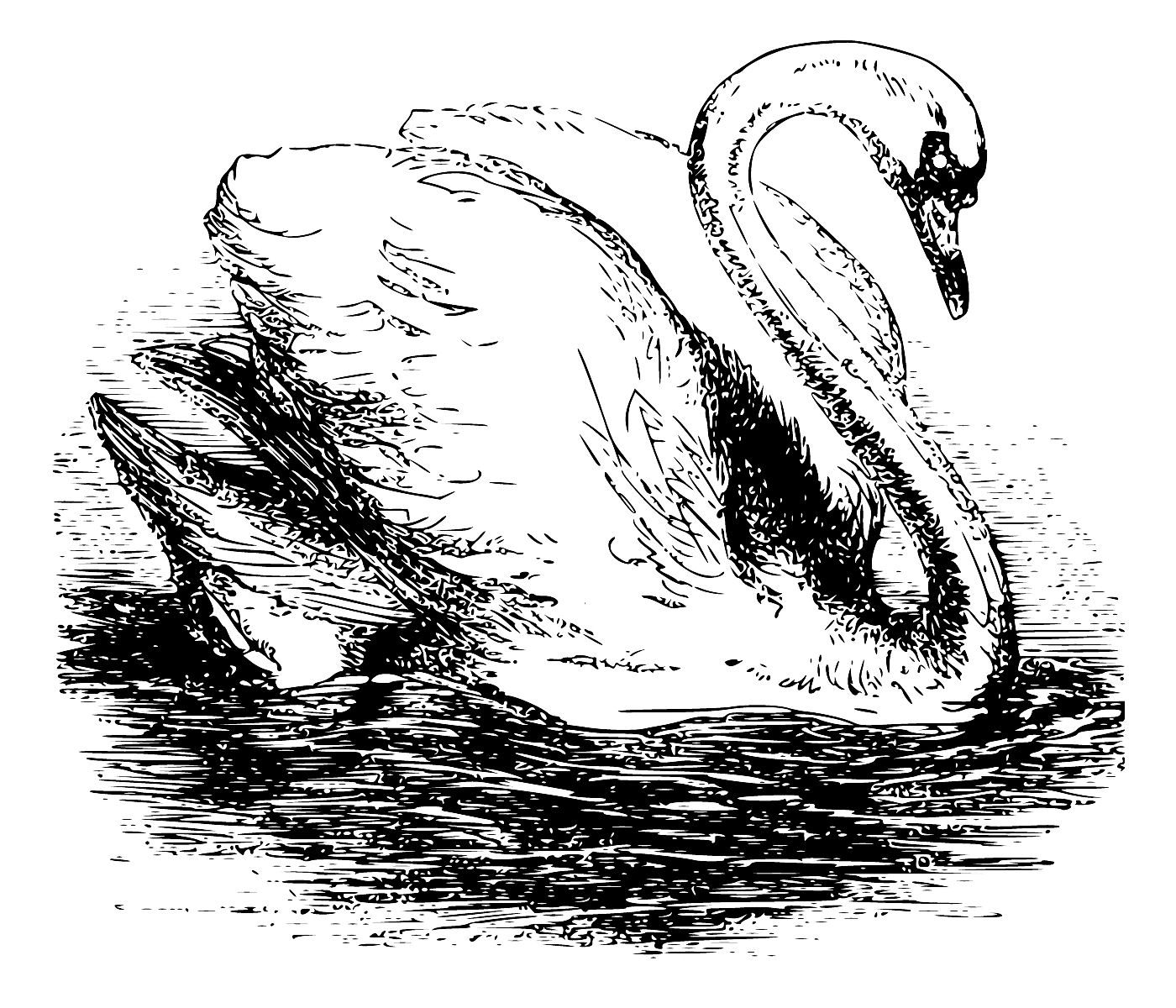Рисунок лебедя для срисовки