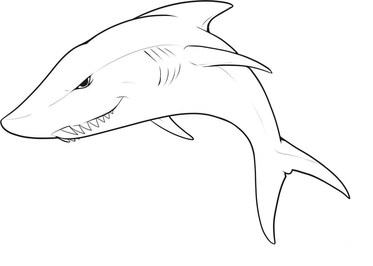 Рисунок акулы для срисовки. Акула рисунок. Нарисовать акулу. Акула рисунок легкий. Как нарисовать акулу.