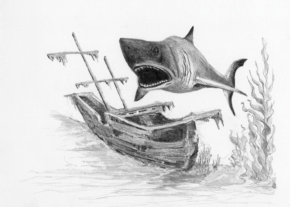 Рисунок акулы для срисовки. Карандашный рисунок акулы. Рисунок акулы карандашом для срисовки. Картинки акулы для срисовки. Нарисовать акулу карандашом.