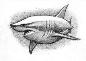Рисунок акулы для срисовки
