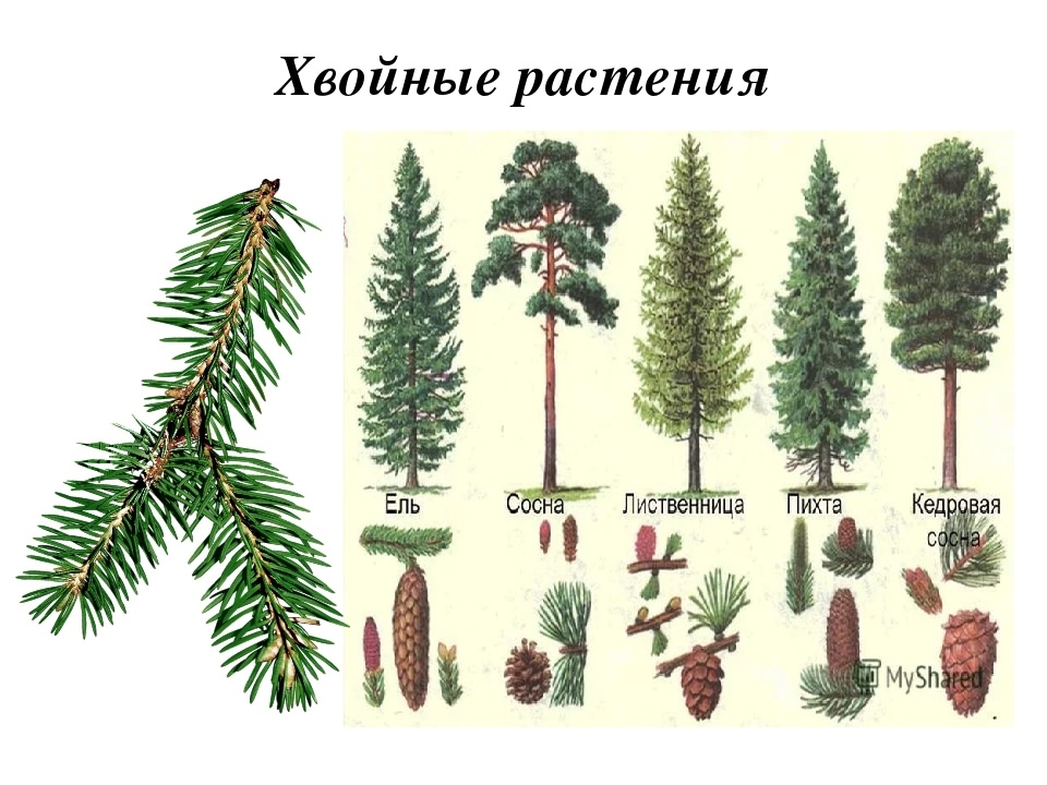 Как определить дерево по рисунку