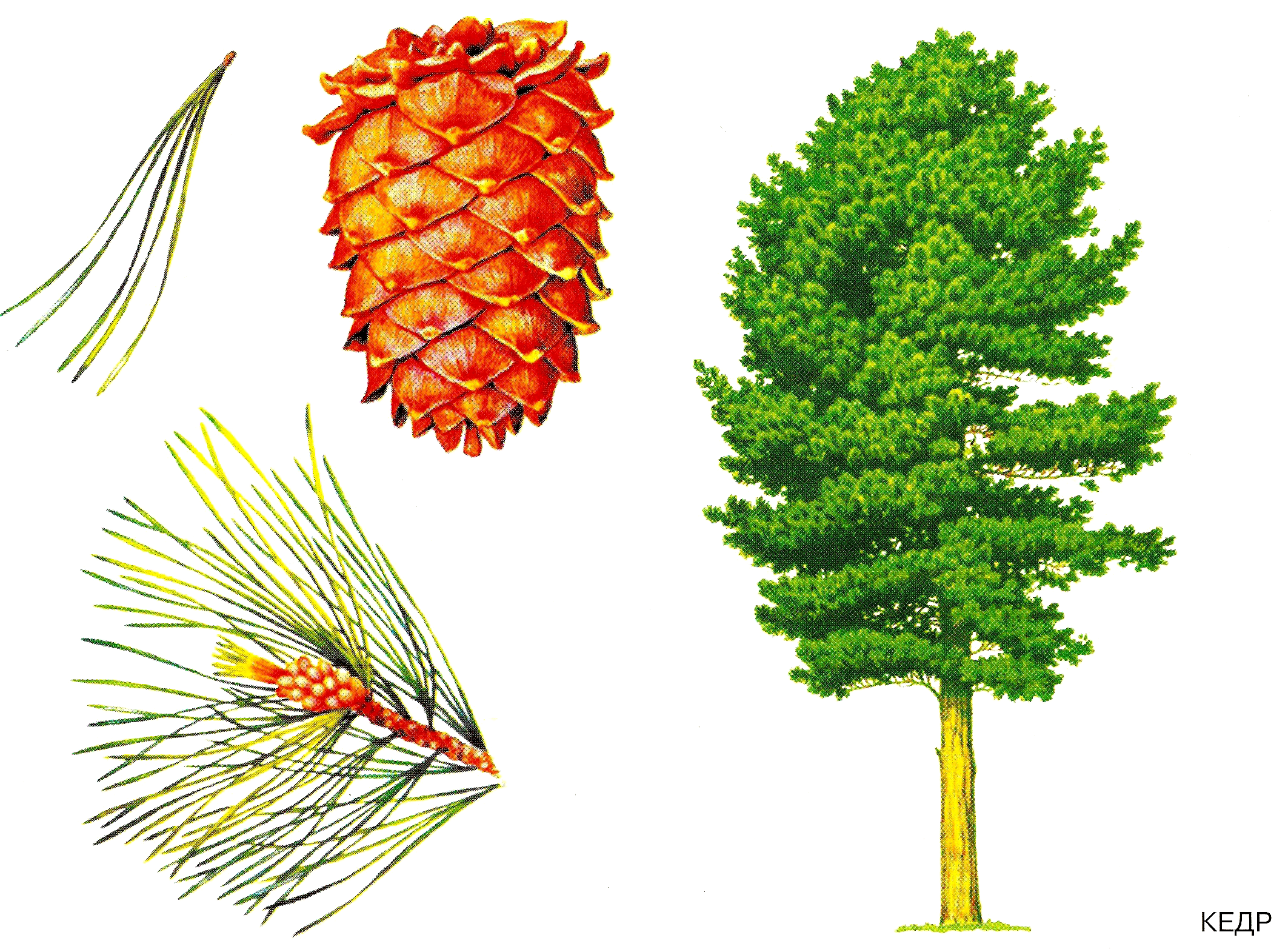 Деревья для дошкольников. Сосна Кедровая Сибирская. Сосна Кедровая строение. Кедр строение хвоинок кедра. Строение шишки кедра Сибирского.