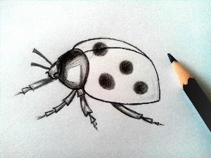 Рисунки насекомых карандашом