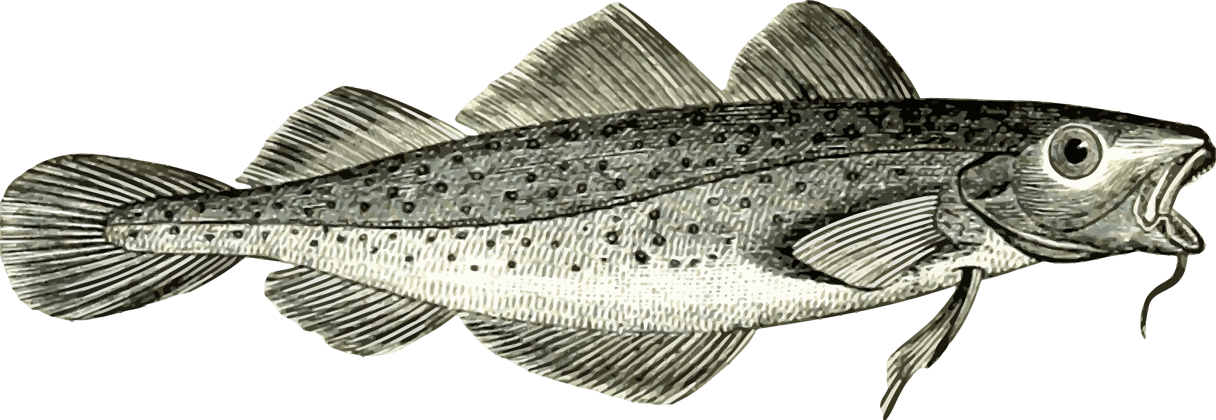 Северная треска 6 букв. Атлантическая треска (gadus morhua). Треска на прозрачном фоне. Рисунок трески. Codfish рыба.