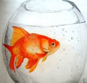 Золотая рыбка в аквариуме рисунок