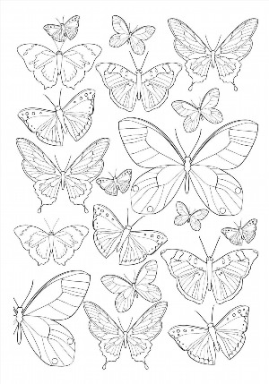 Раскраска много бабочек