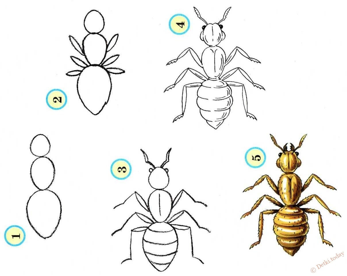 Рисование насекомые картинки