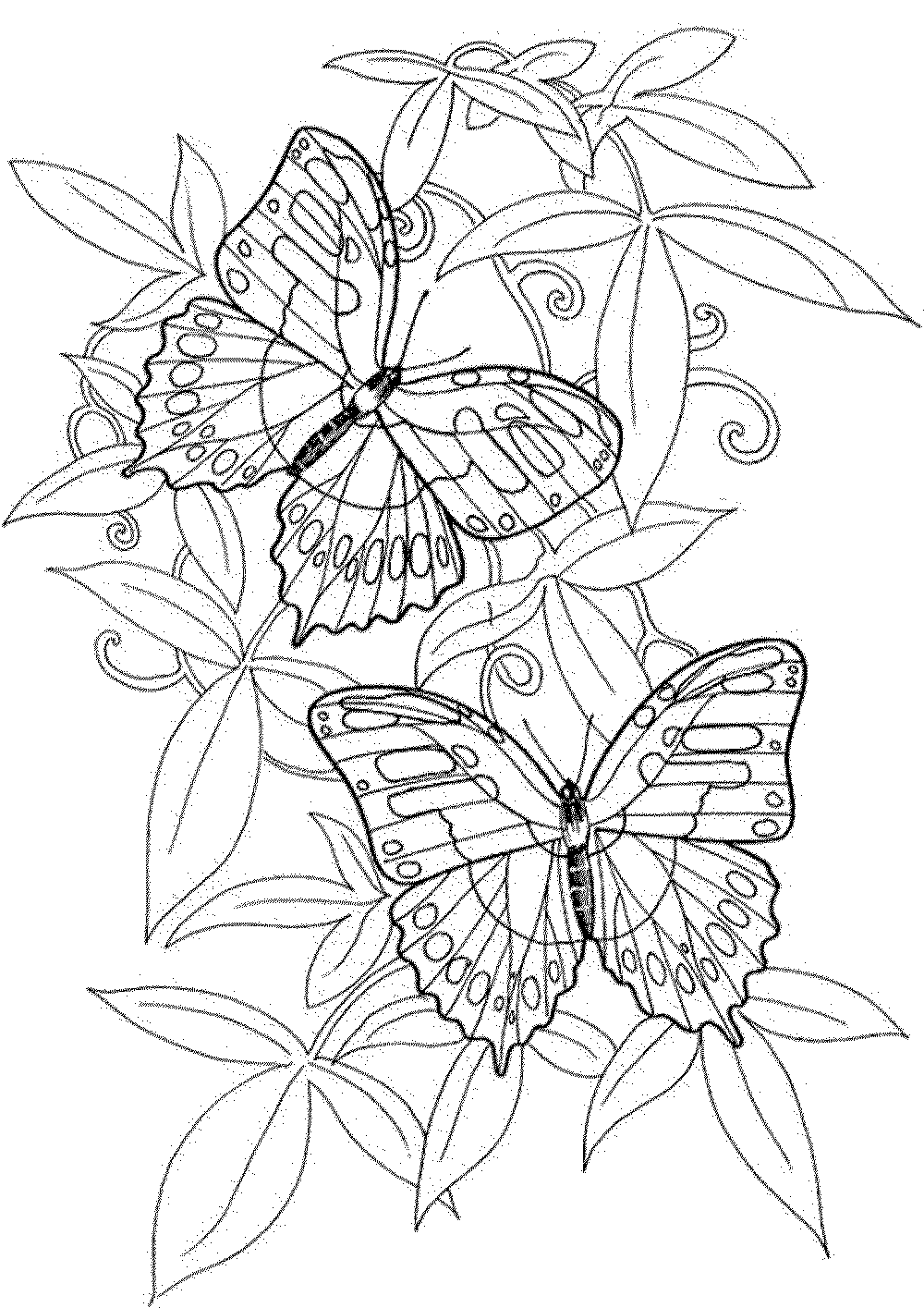 Coloring image. Раскраска "бабочки". Цветы и бабочки. Раскраска. Рисунок бабочки для раскрашивания. Раскраски бабочки красивые.