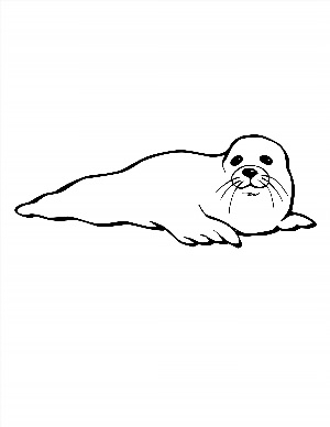Раскраска тюлень