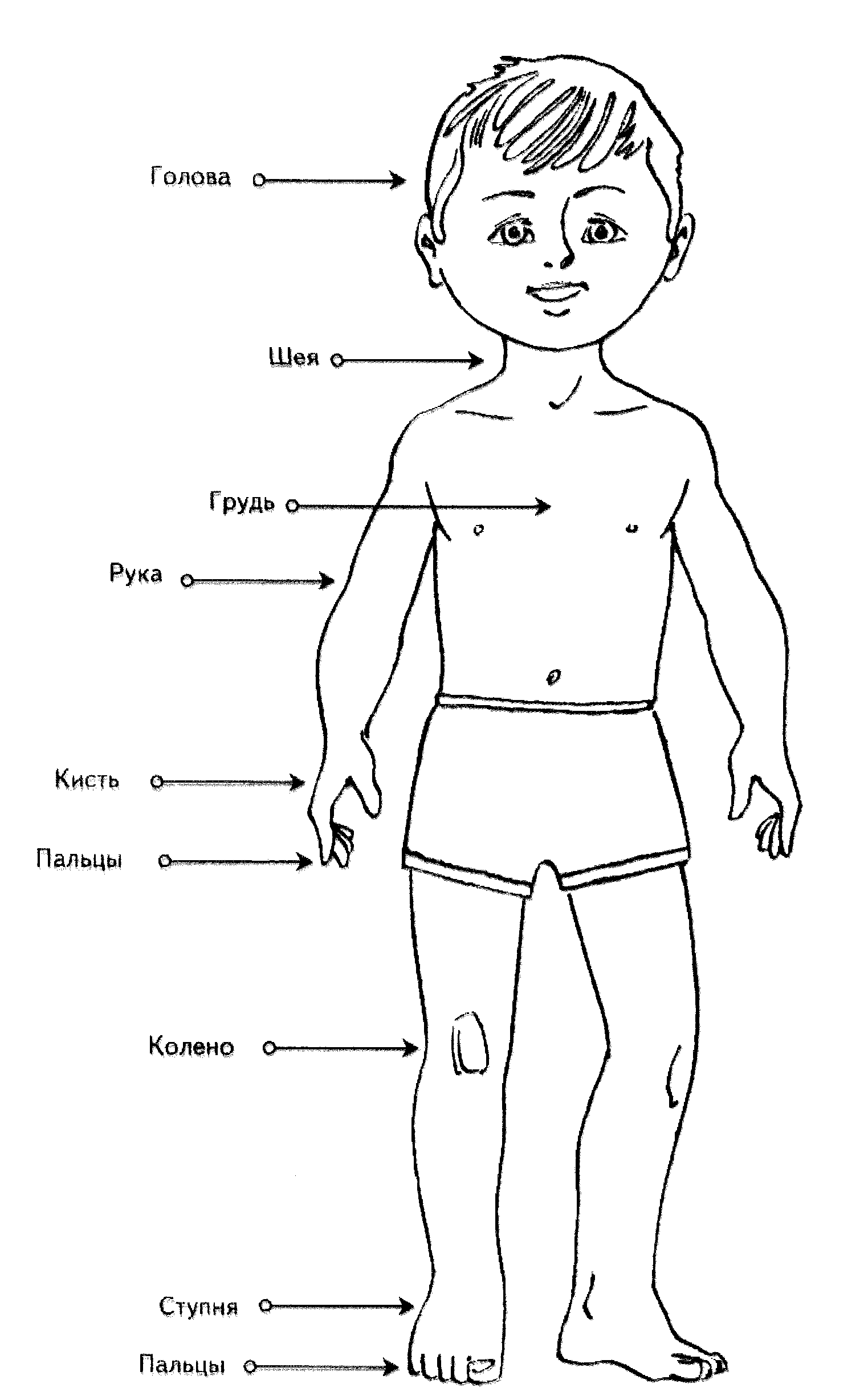 Схема тела для дошкольников