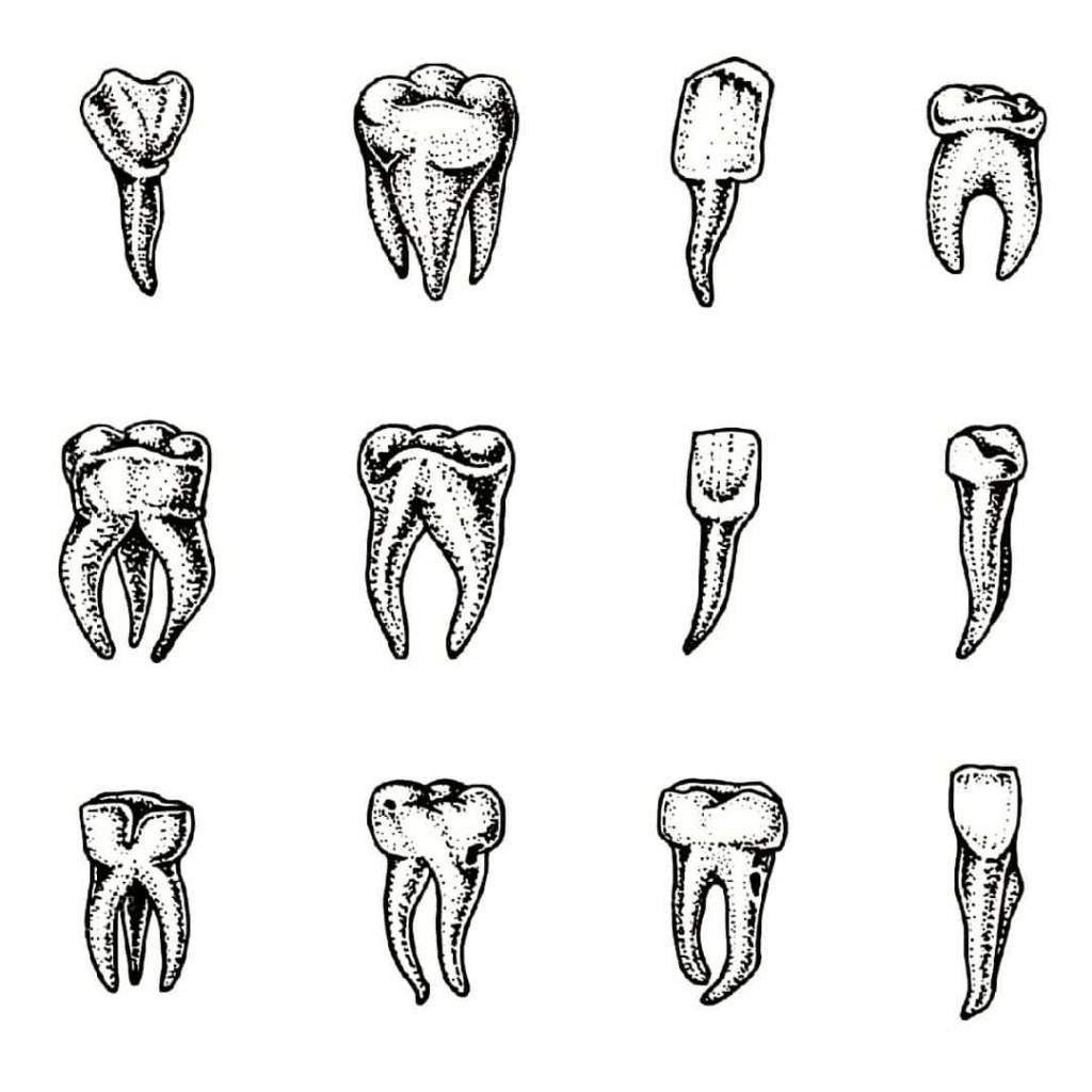 Зуб человека рисунок