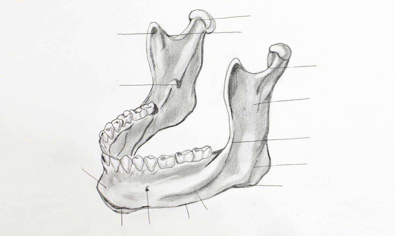 Как нарисовать челюсть