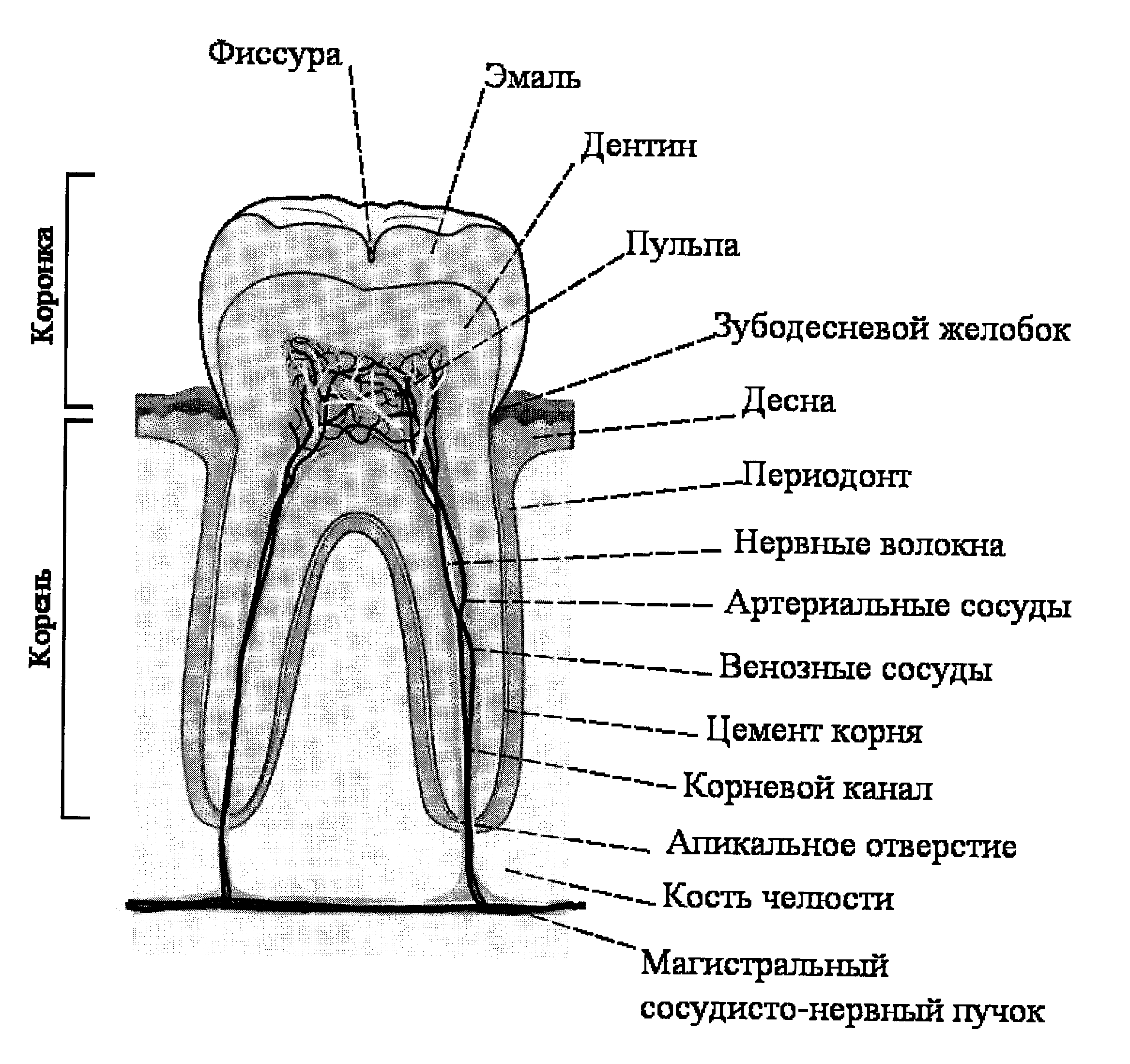 Рисунок зуба биология