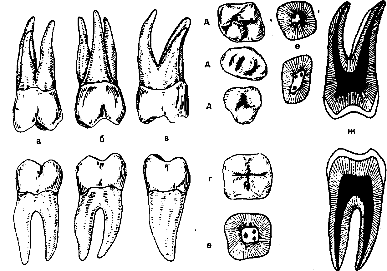Зуб 1.4. 1 Моляр верхней челюсти анатомия. Второй моляр верхней челюсти анатомия. Анатомия зуба моляра нижней челюсти.