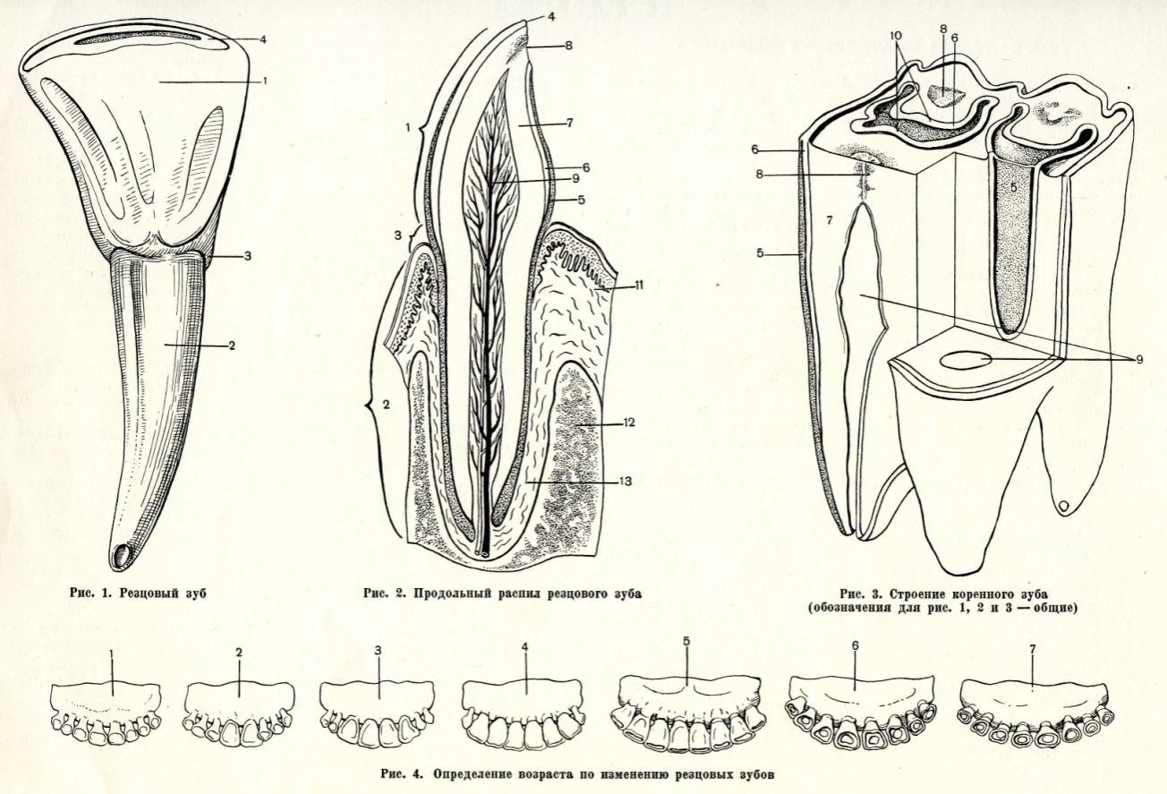 Зубы у коровы схема