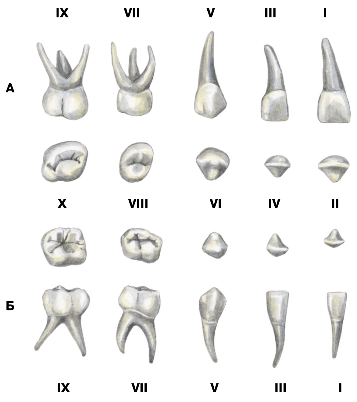 Корень зуба клык. Молочный зуб Нижний резец. Молочный клык верхней челюсти. Как выглядит молочный зуб Нижний резец. Клык верхней челюсти анатомия.