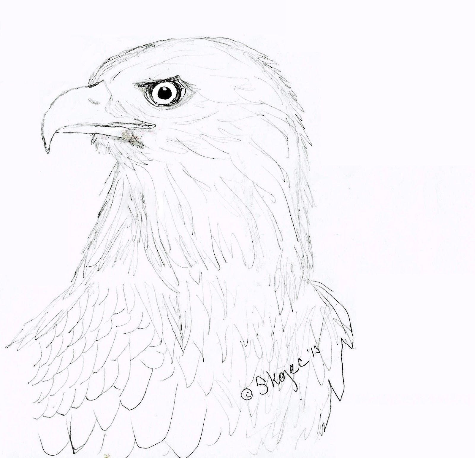 Рисунок орла. Орел карандашом. Орёл рисунок лёгкий. Картинки орла карандашом. Картинки орла для срисовки.