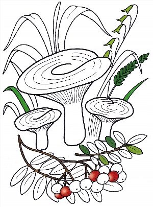 Раскраска грибы и ягоды